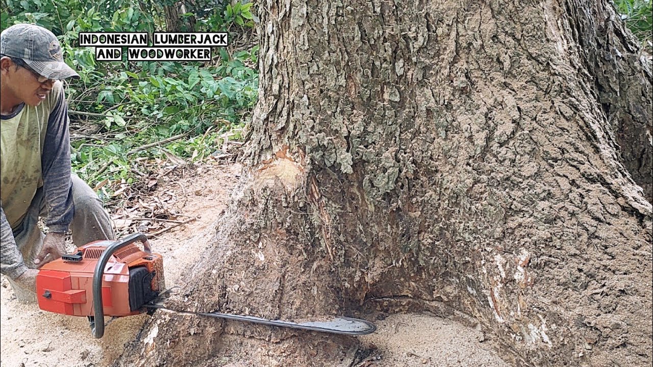 BROKEN || Dramatic... Sacred trembesi felling!!