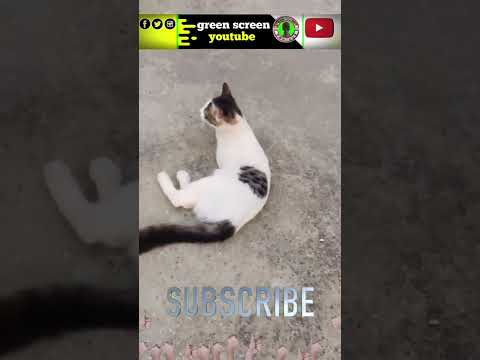 Awesome My Cool Cat in slow Motion