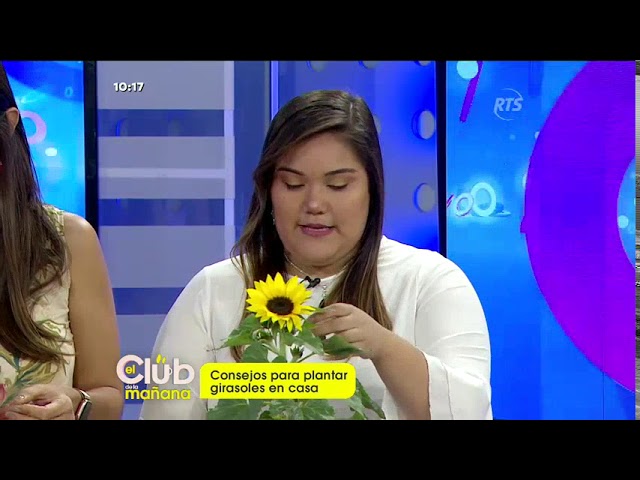 Te enseñamos los cuidados que debe tener un girasol en casa - YouTube