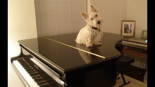 A musical menagerie: Gibbons plays for the Randolph County Humane Society