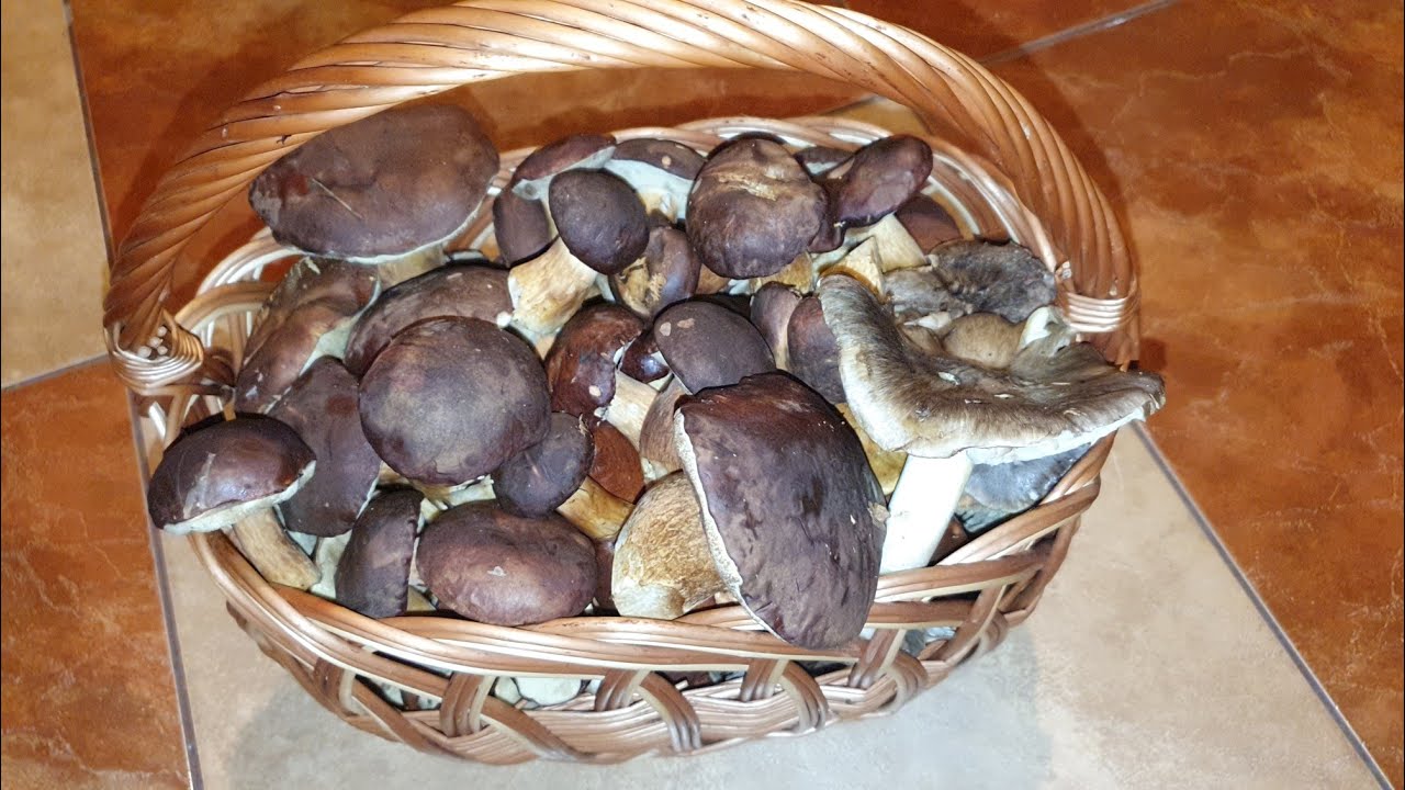 Grzybobranie jeszcze trwa...