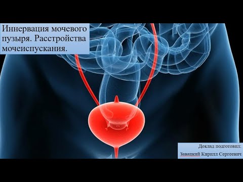 Иннервация мочевого пузыря. Расстройства мочеиспускания