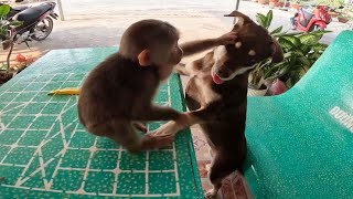 Baby Monkey Bibi Screams When Dad Comes Home