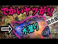 絶滅危惧種連発！色んな場所でガサガサ！詰め合わせ版