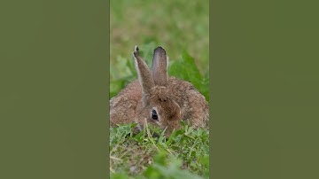 What is an invasive species? #shorts