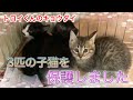 お注射されると死んだフリをしちゃうトロイくんの母猫と残りキョウダイを保護しました【We rescued mother cat and kittens】