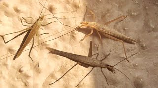 Tree Cricket Oecanthus Sp.