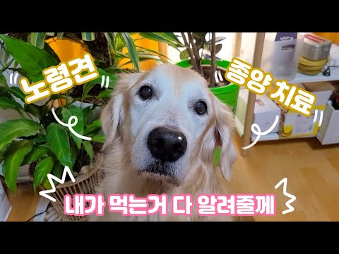 🤔 종양치료 및 회복기 🌿What <strong>Didi</strong> eats after her tumor recovery