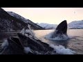 Norwegian fishermen have close encounter with humpback whales english subtitles