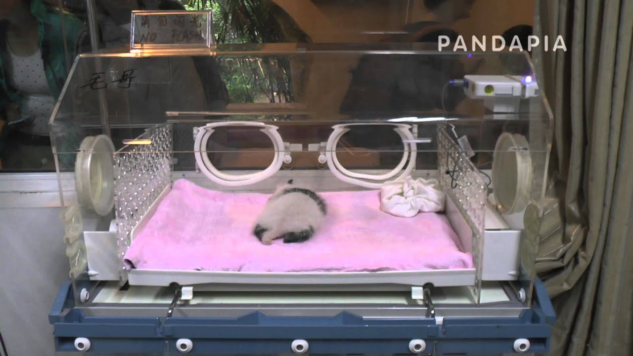 pandas merge pandapia 20140822-05-太陽產房-毛毛大仔-毛毛小仔也在睡覺