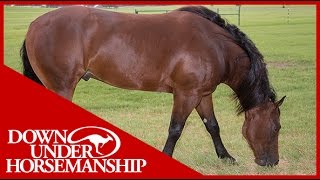 Clinton Anderson: The Purpose of Using Sideline Hobbles - Downunder Horsemanship