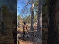 Best work tree service#treeclimbing #treefalling #trees #trees #treeservice #douglasville #villarica
