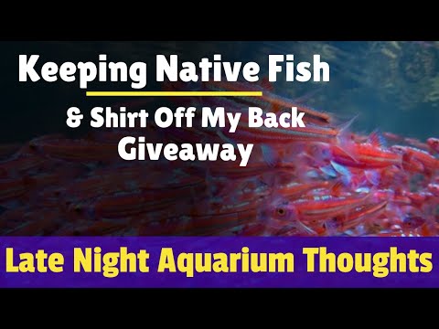 keeping-native-fish-and-hangout---late-night-aquarium-thoughts