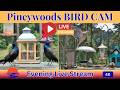 🐦 Watch the Birds LIVE | Relaxing Nature Cam | Doves, Woodpeckers & Blue Jays