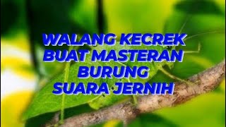 MASTERAN BURUNG || WALANG KECREK || SUARA JERNIH