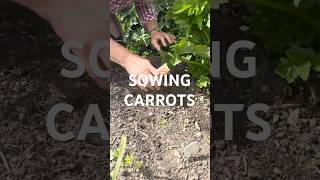 Sowing Carrots Direct into the Bed 🌱🥕