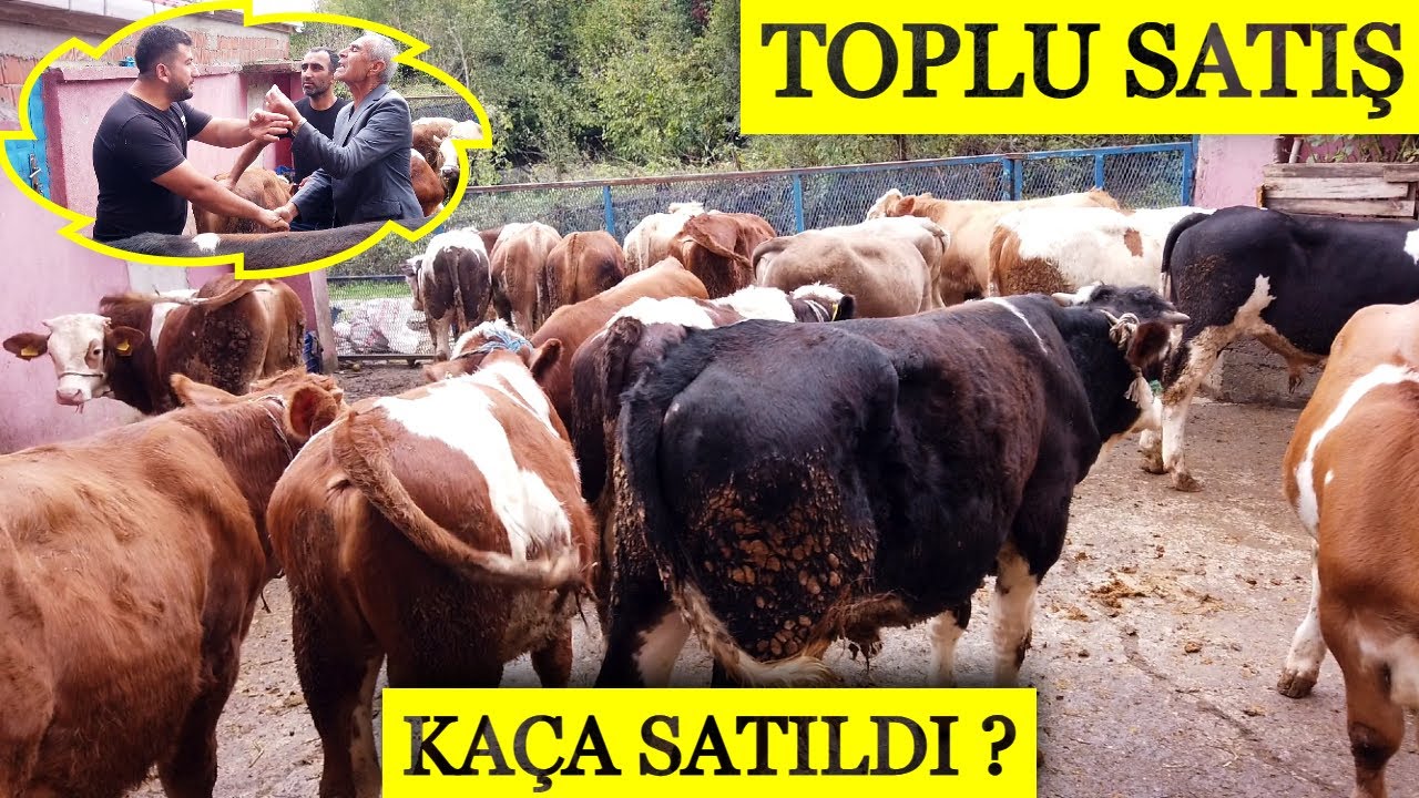 Köylerden Toplanan Buzağı Satışı - Kavga Gibi Büyükbaş Hayvan Pazarlığı