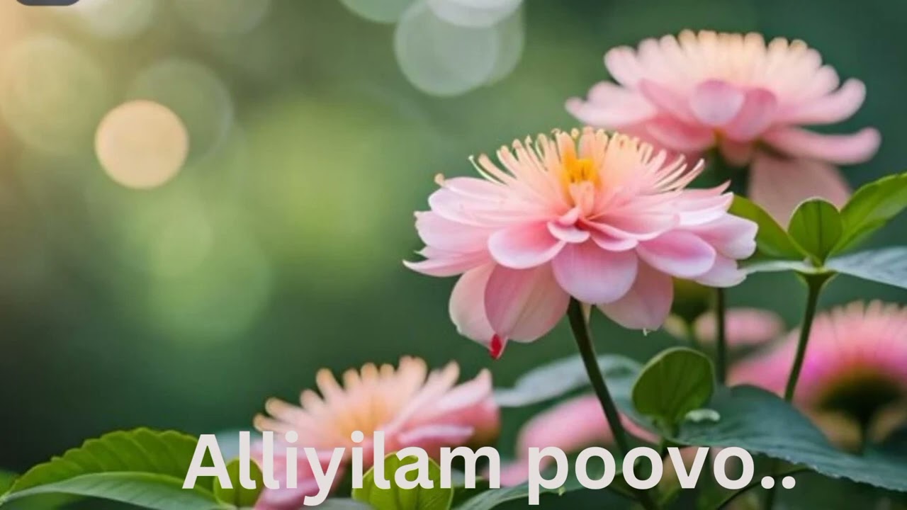 Alliyilam Poovo | Singer Soul Famous Malayam Song  female version | @singersoulofficial