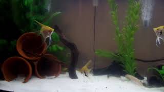 Info on the Asian Bumblebee Catfish (Pseudomystus Siamensis) See Description!