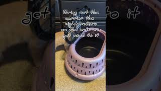 How To Prepare Your Catkitten For A Spayneuter