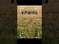 Wheat Field's Douyin Play: Emotional Music Gameplay Unleashed