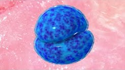 How Sperm Meets Egg | Parents