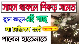 সাহস থাকলে শিকড় সমেত তুলে আনুন এই গাছ যা চাইবেন তাই পাবেন হাতেনাতে |ei gach anle ja chaiben ta paben