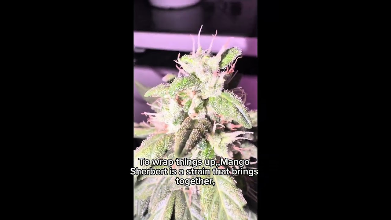 Mango Sherbert Strain Review – Aroma & Cultivation Deep Dive / Cannabis Education