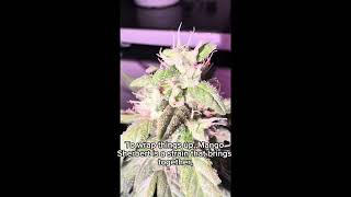 Mango Sherbert Strain Review – Aroma & Cultivation Deep Dive / Cannabis Education
