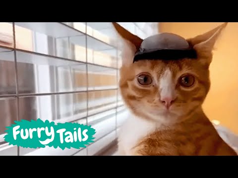 Animal Rescue: Adopting Orphaned Kittens with Disabilities ❤️