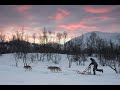 Sled dog - Aurora vacation, Virtual tour, 360, Abisko National Park, Sweden - Lights over Lapland AB