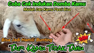 Ternyata Begini to Ciri-ciri Domba Hamil Itu! Coba Cek Mungkin Domba Kamu Hamil Juga | Domba Hamil