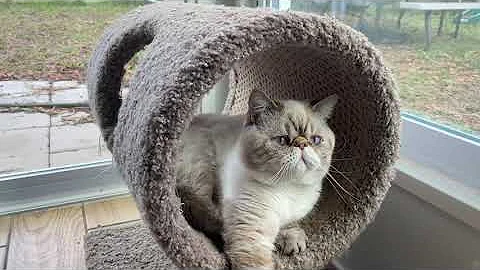 Watch the video about My stud cat Micah and Mocha both are Exotic Shorthairs.
