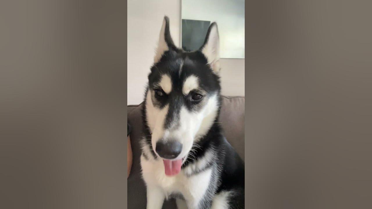 teaching a husky puppy to use his voice! YouTube