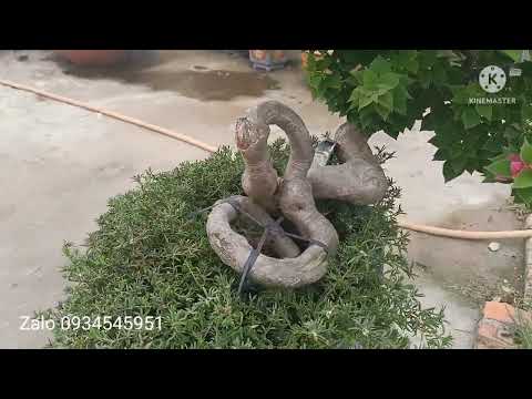 Video Ngày 08/06, giao lưu 5 cây Bonsai bông giấy. - youtube