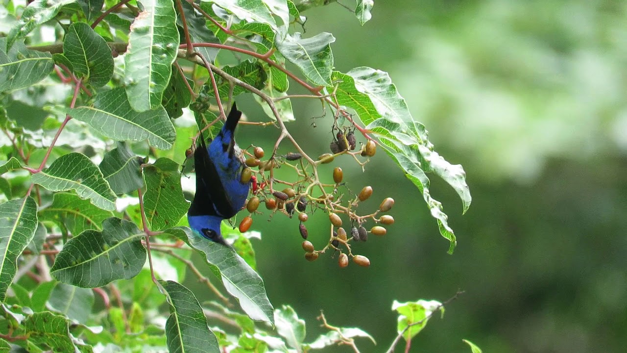Red-legged Honeycreeper (active) 06/2020 