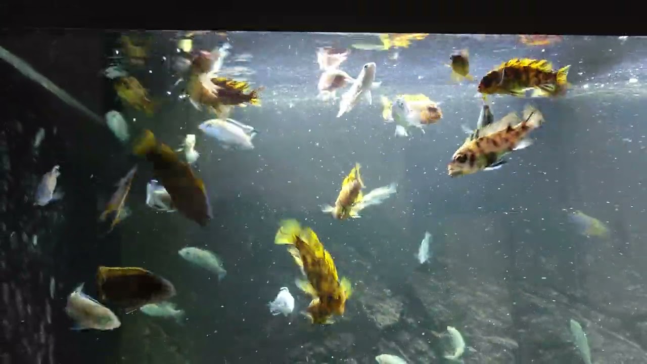 Fodring af Malawi-Mbuna hos Jens.