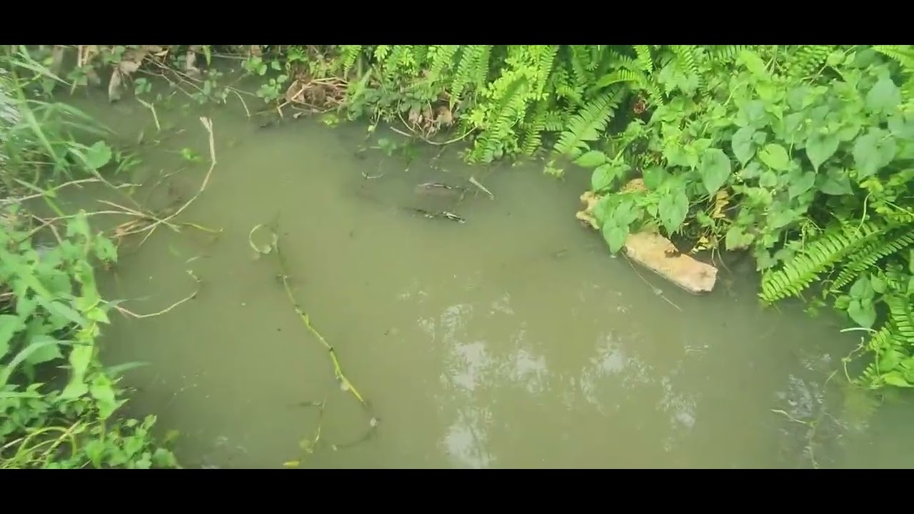 đi thăm lợp về được một mớ cá ngon