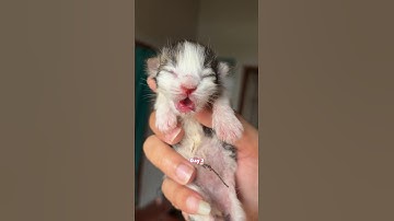 Cute Kitten Day 1 to 60 Days Timelapse Cat Versi Moy 😍 #kucinglucu #kitten #catlover #cat