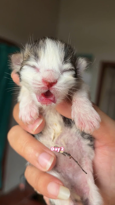 Cute Kitten Day 1 to 60 Days Timelapse Cat Versi Moy 😍 #kucinglucu #kitten #catlover #cat