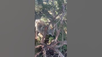 Caught by both front feet #predatorcontrol #viral  #coyote #trapper #adc #trappers #trapping