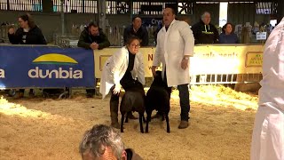 Pencampwriaeth Defaid Croesfrid | Interbreed Sheep Championship