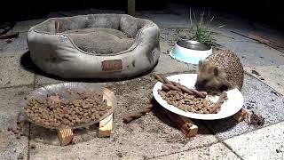 normal Hedgehog 🦔🦔 activity again