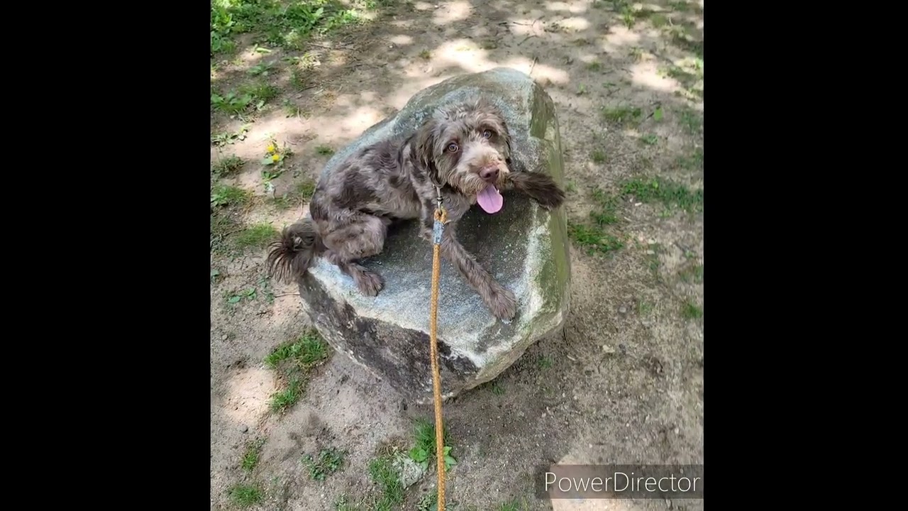 CT Dog Trainers/Bristol Dog TrainerOne Year Old Portuguese Water Dog, Ama & Mini Labradoodle