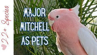 Major Mitchell As Pets | #cockatoo #parrot_bliss