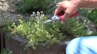 イブキジャコウソウの剪定 デンのハーブガーデンより 自然のハーバルライフ Youtube