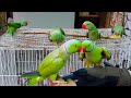 So Funny Ringneck Talking Parrots And Alexandrine Parrots Enjoying Outside The Cage In Urdu/Hindi