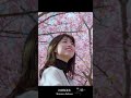 manatora 河津桜並木｜Kawazu Sakura feat. 北崎杏佳 #manatora #japan #japantravel #cinematic #izu #sakura #伊豆