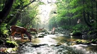 Suara Alam Sungai & Kicauan Burung di Hutan | Musik Relaksasi & Meditasi Alam | ASMR