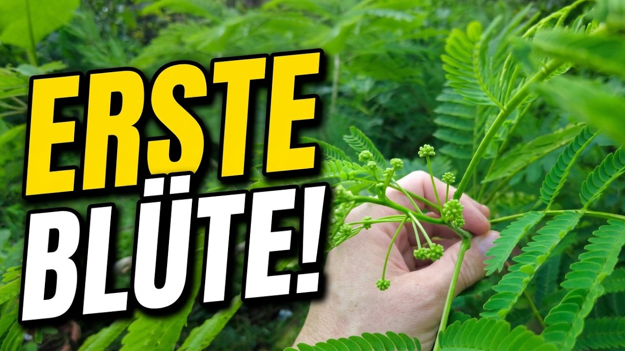 Albizia julibrissin – Seidenakazie erfolgreich gepflanzt